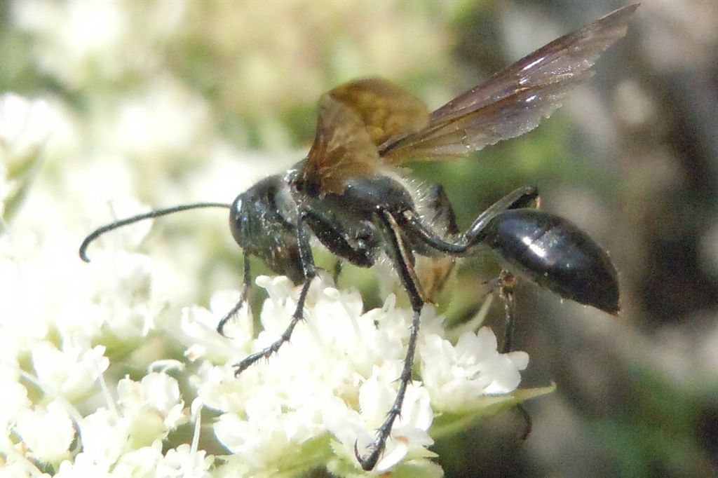Isodontia mexicana o Chalybion?